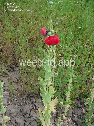 poppy, opium